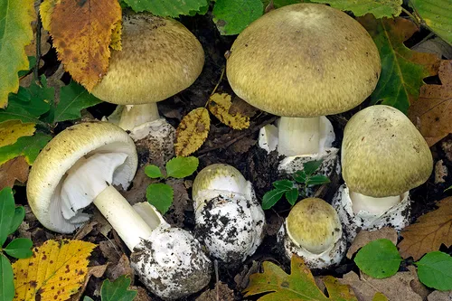 Death Cap